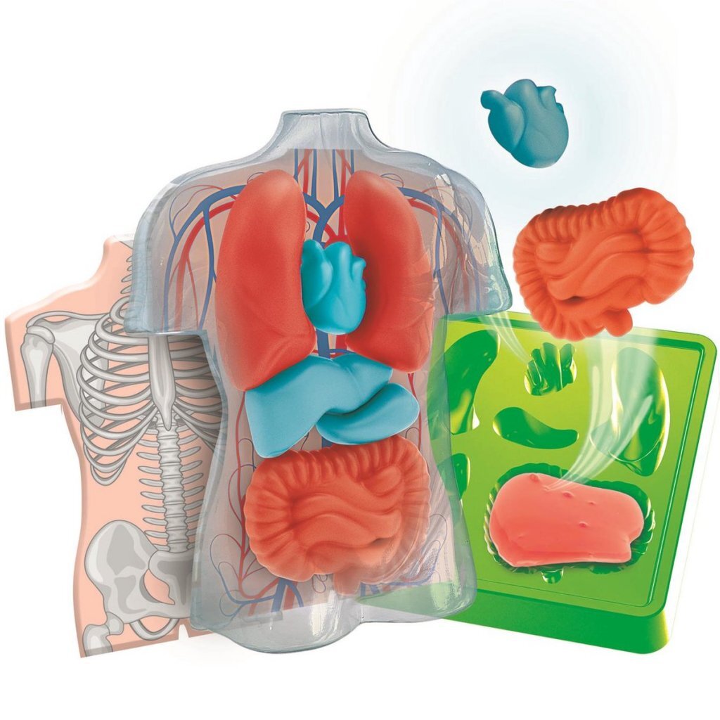 Clementoni Wetenschap & Spel Squishy Anatomie