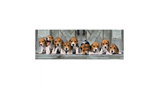 Clementoni High Quality Collection Panorama Puzzel Beagles 1000 Stukjes